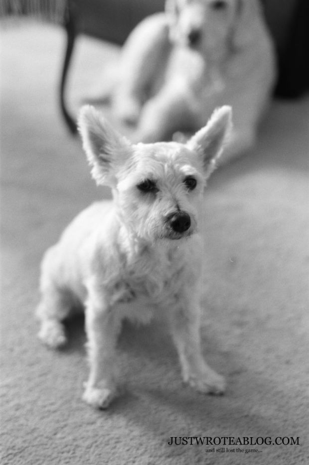 One of my dogs. She's a Schnauzer and Bichon Cross.