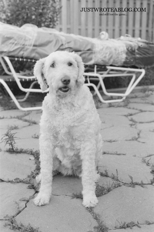 My Brother's Dog - a