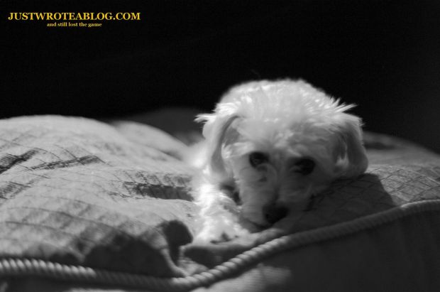 Goji - My brother's dog.