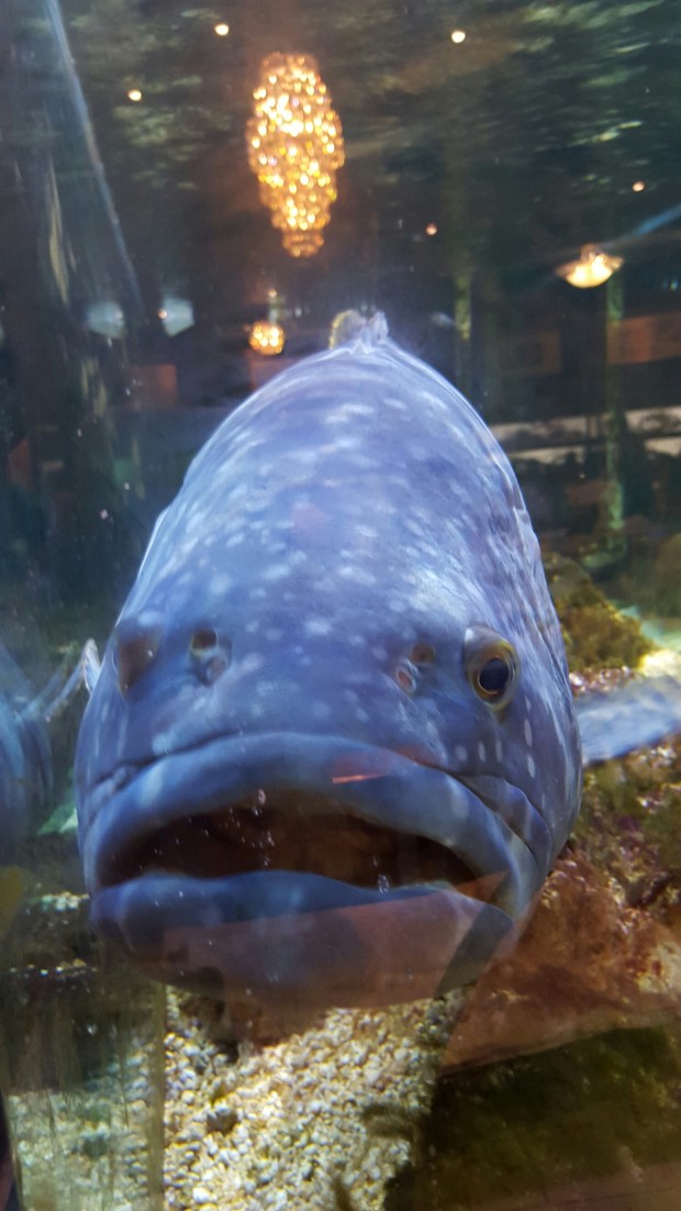 wp-1439385240914 image