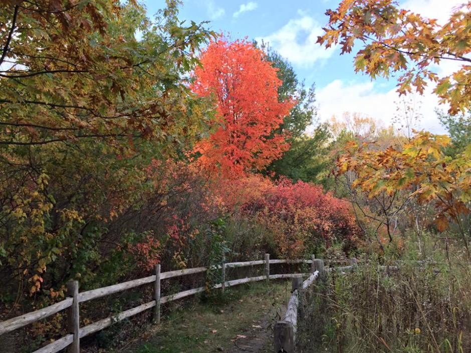Walking along the trails at the Don Valley Brickworks (taken with my gf's iPhone after Sammy died...)