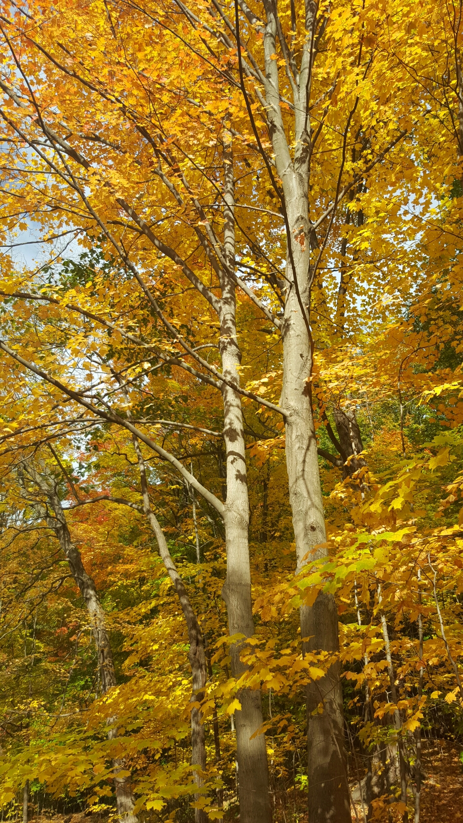 Wow! The yellow is so rich!