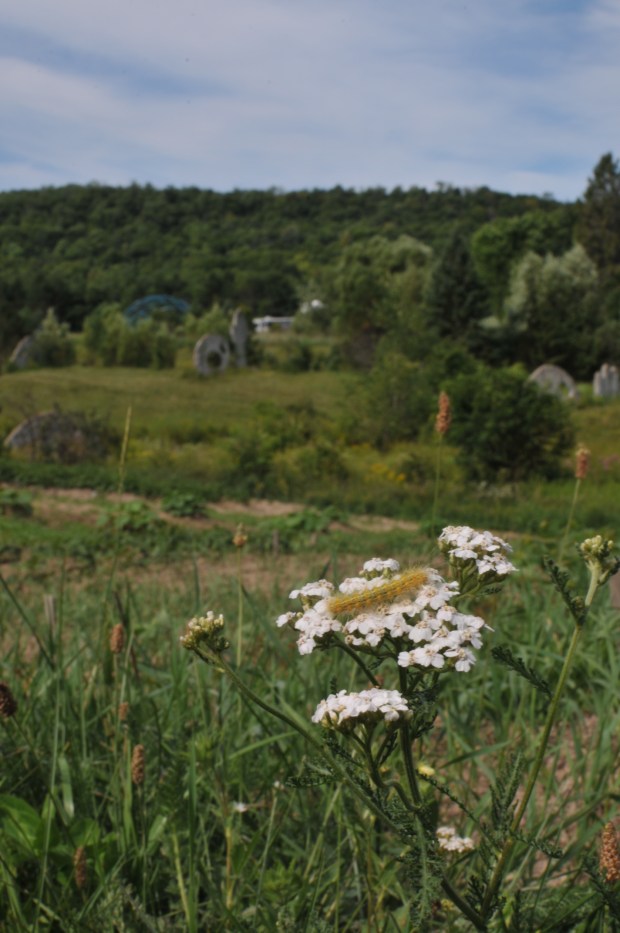 "Caterpillar Sunbathing" Screaming Heads, Burk's Falls, ON (Nikon D300, AF-S DX 35mm NIKKOR f/1.8G @ f22, 1/50, ISO 100)