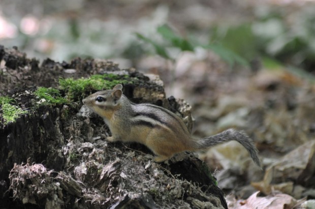 (Nikon D300, AF Zoom 70-300 f/4-5.6G @ 270mm, f/5.6, 1/30, ISO 1250)