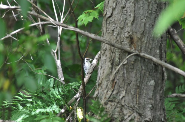 (Nikon D300, AF Zoom 70-300 f/4-5.6G @ 300mm, f/8, 1/125, ISO 800)