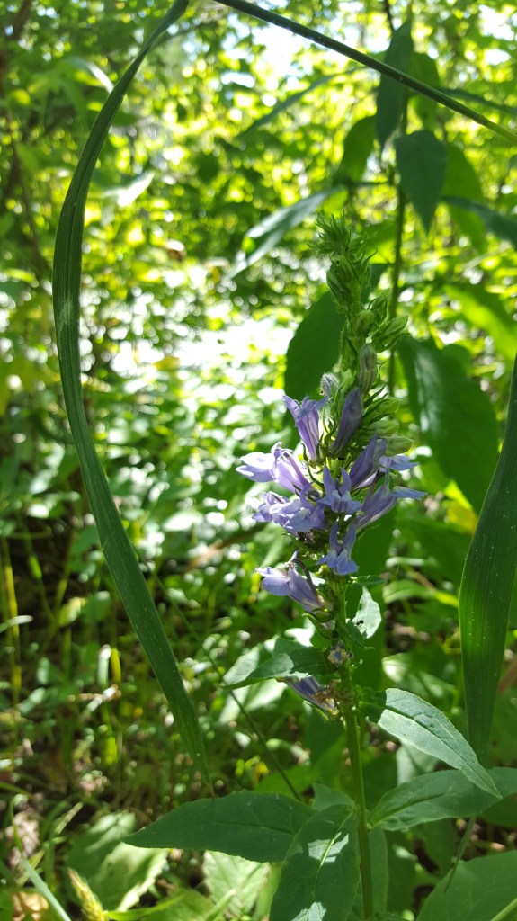 Flowers along the Pelee Island Lighthouse Trail.